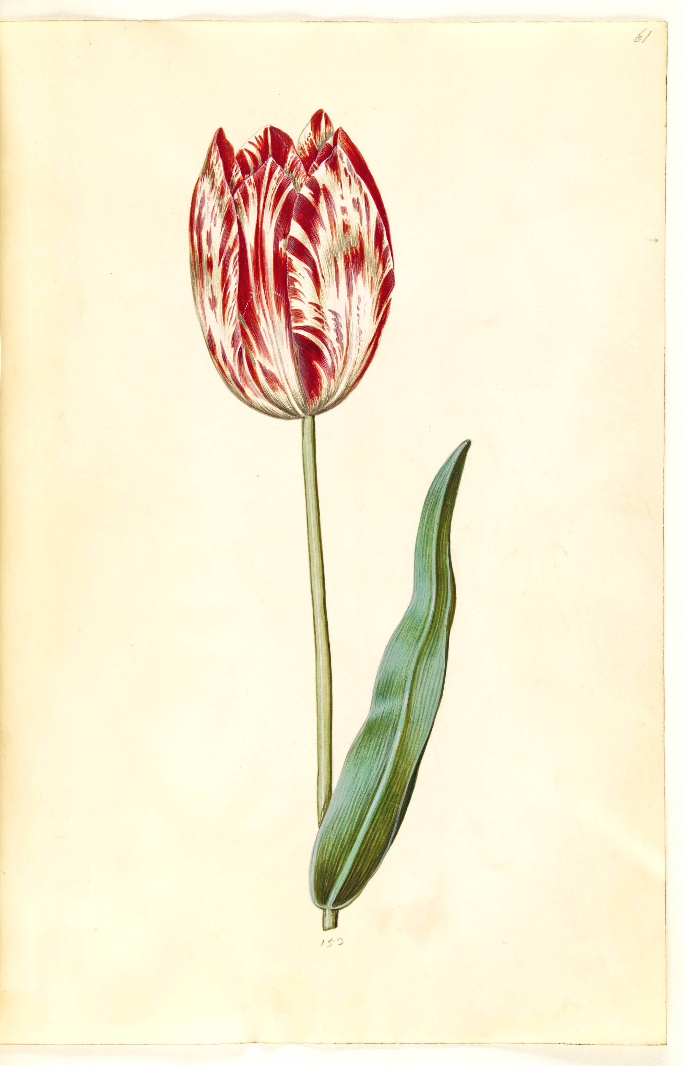 Tulipa gesneriana (have-tulipan), Hans Simon Holtzbecker, 1635-1664