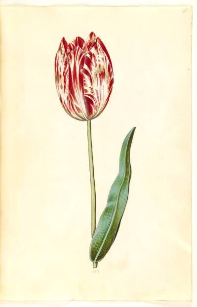 Tulipa gesneriana (have-tulipan)