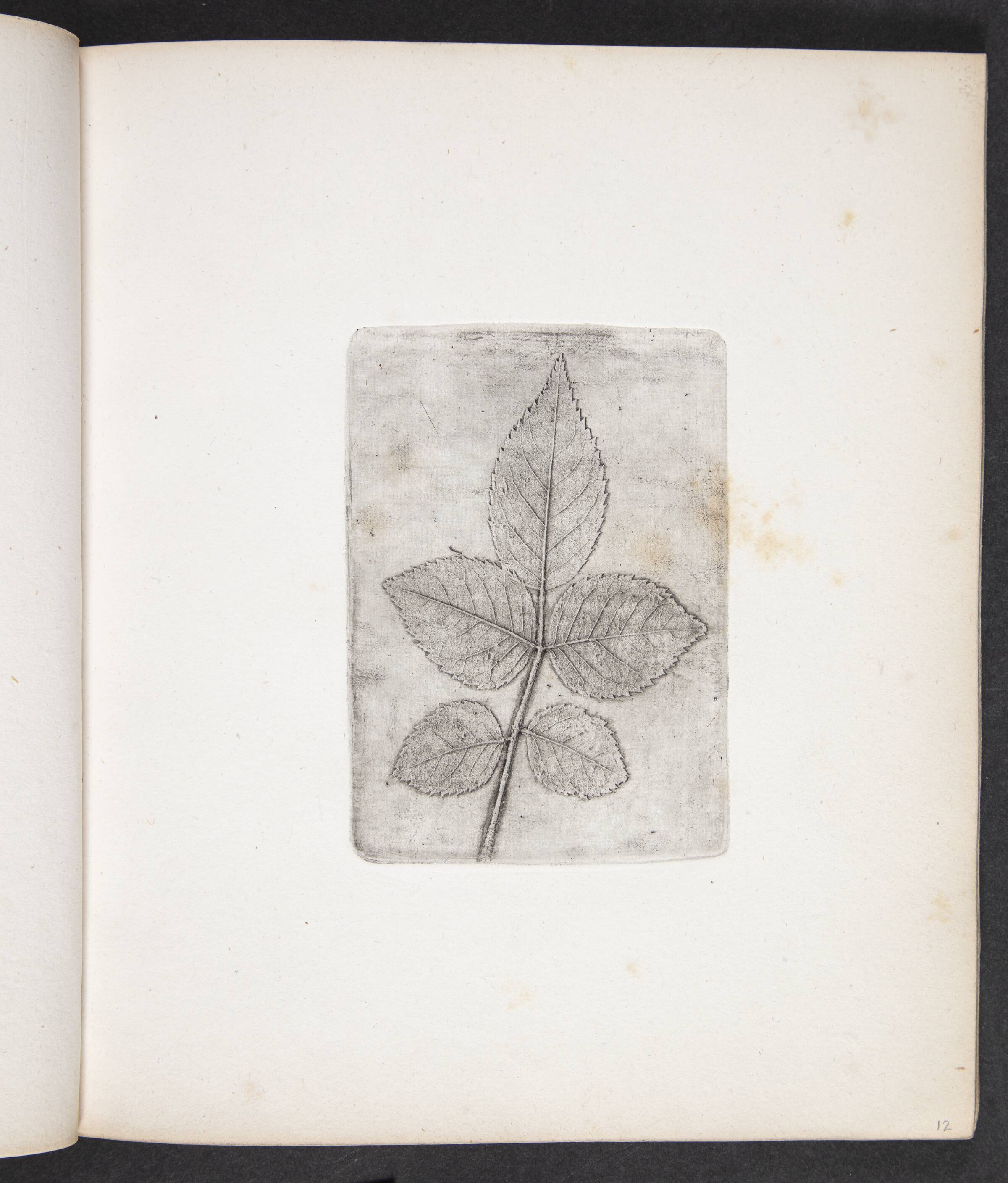 Aftryk af rosenblade, Peter Larsen Kyhl, 1833