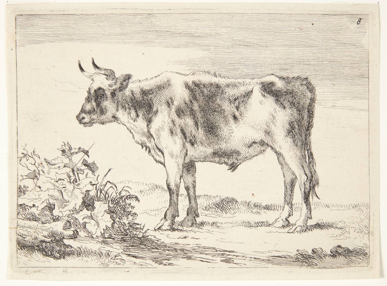Ung stud, Ubekendt, 1640-1677