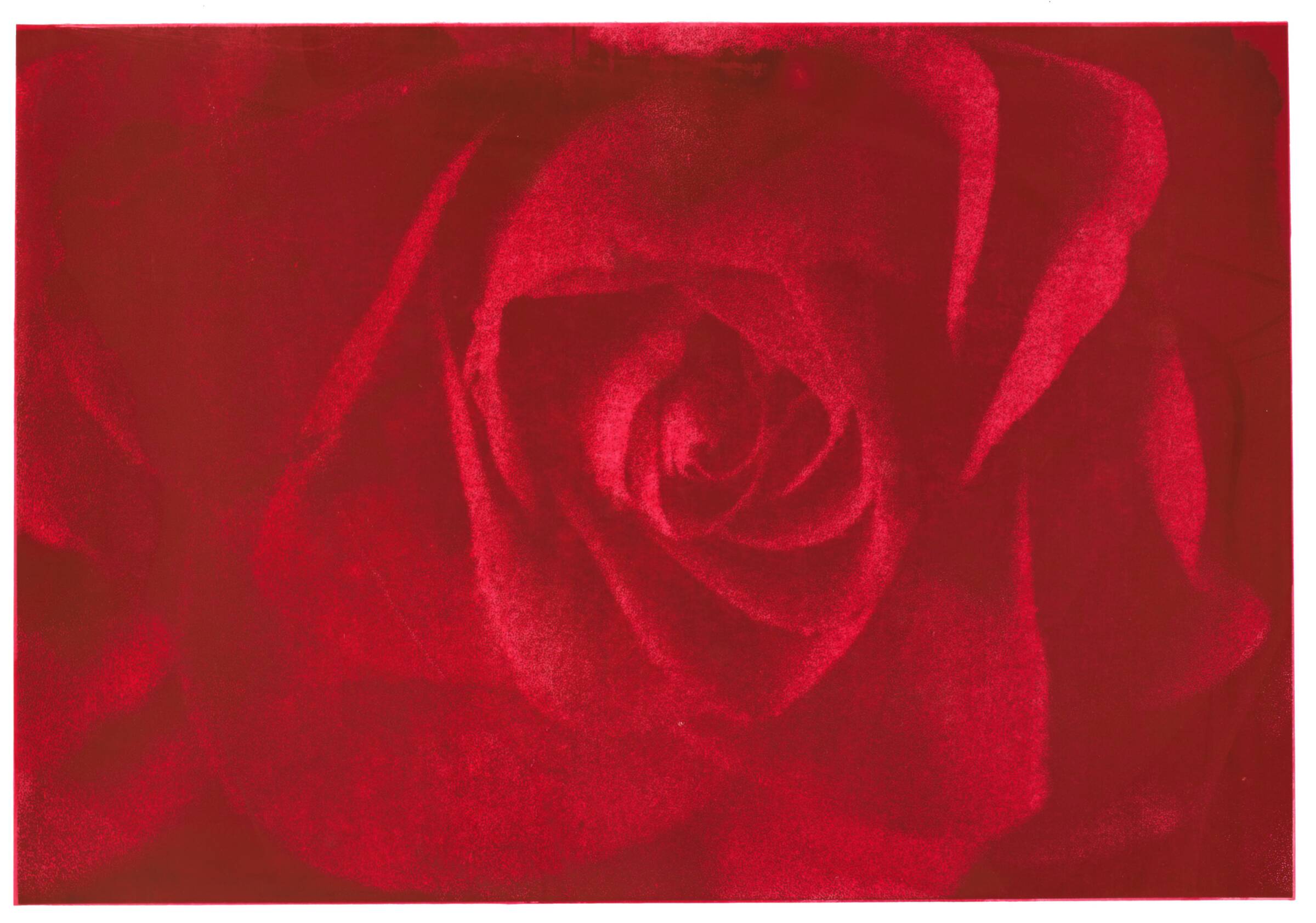 Rose of Forgetfulness, Marianne T. Grønnow, 1993