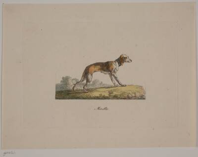 Minette