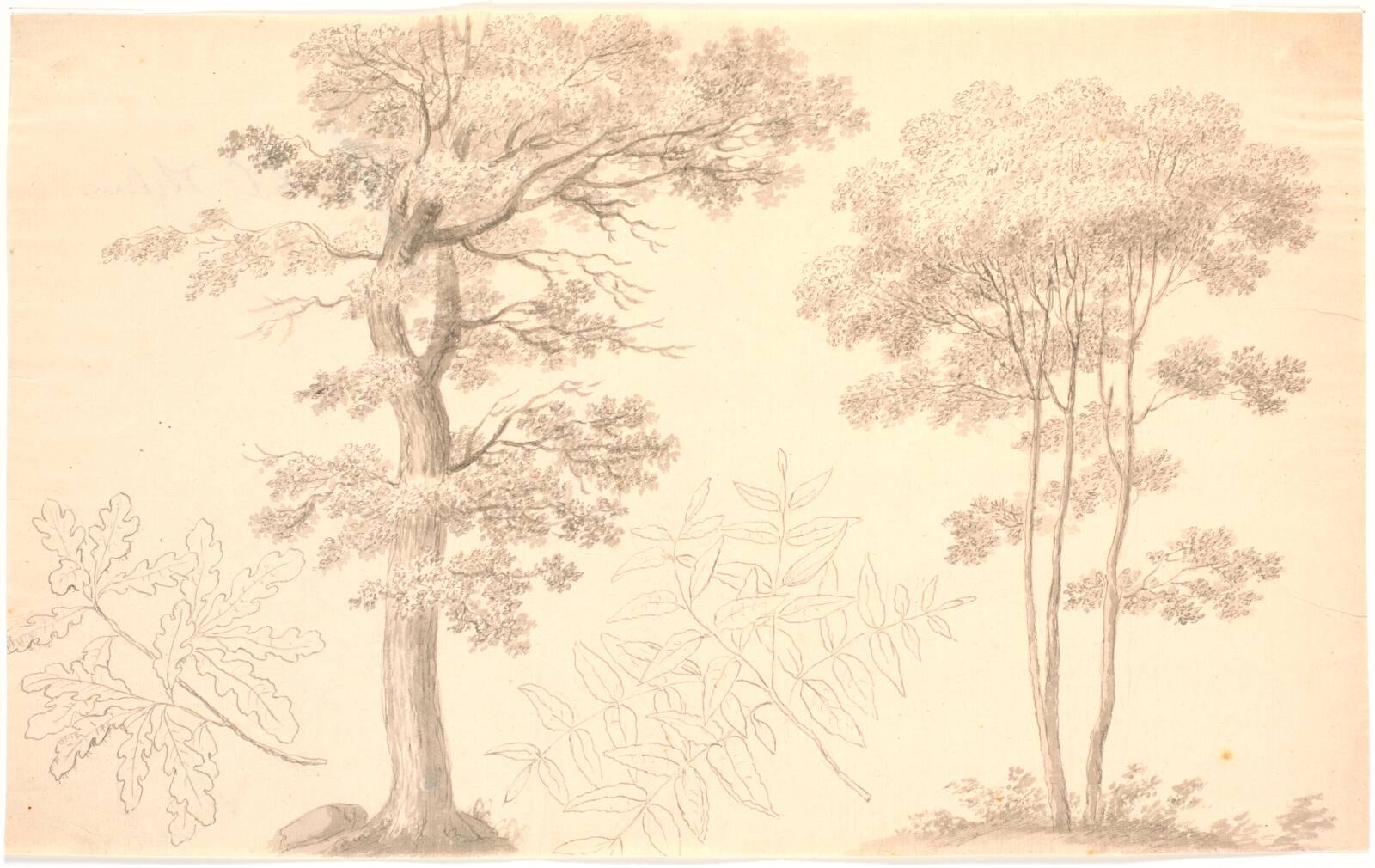 Træer og bladstudier, Erik Pauelsen, 1749-1790