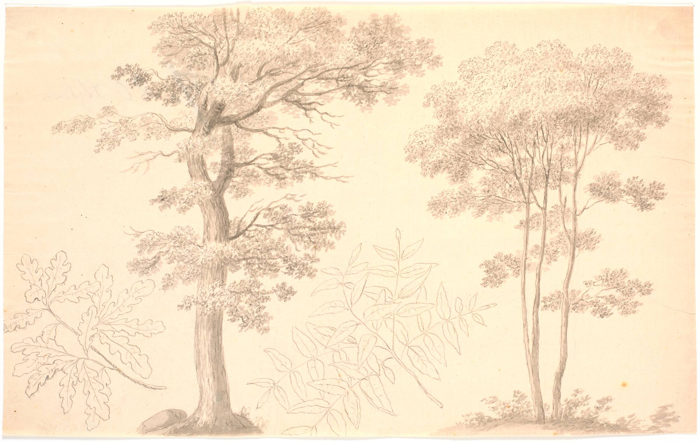 Træer og bladstudier, Erik Pauelsen, 1749-1790