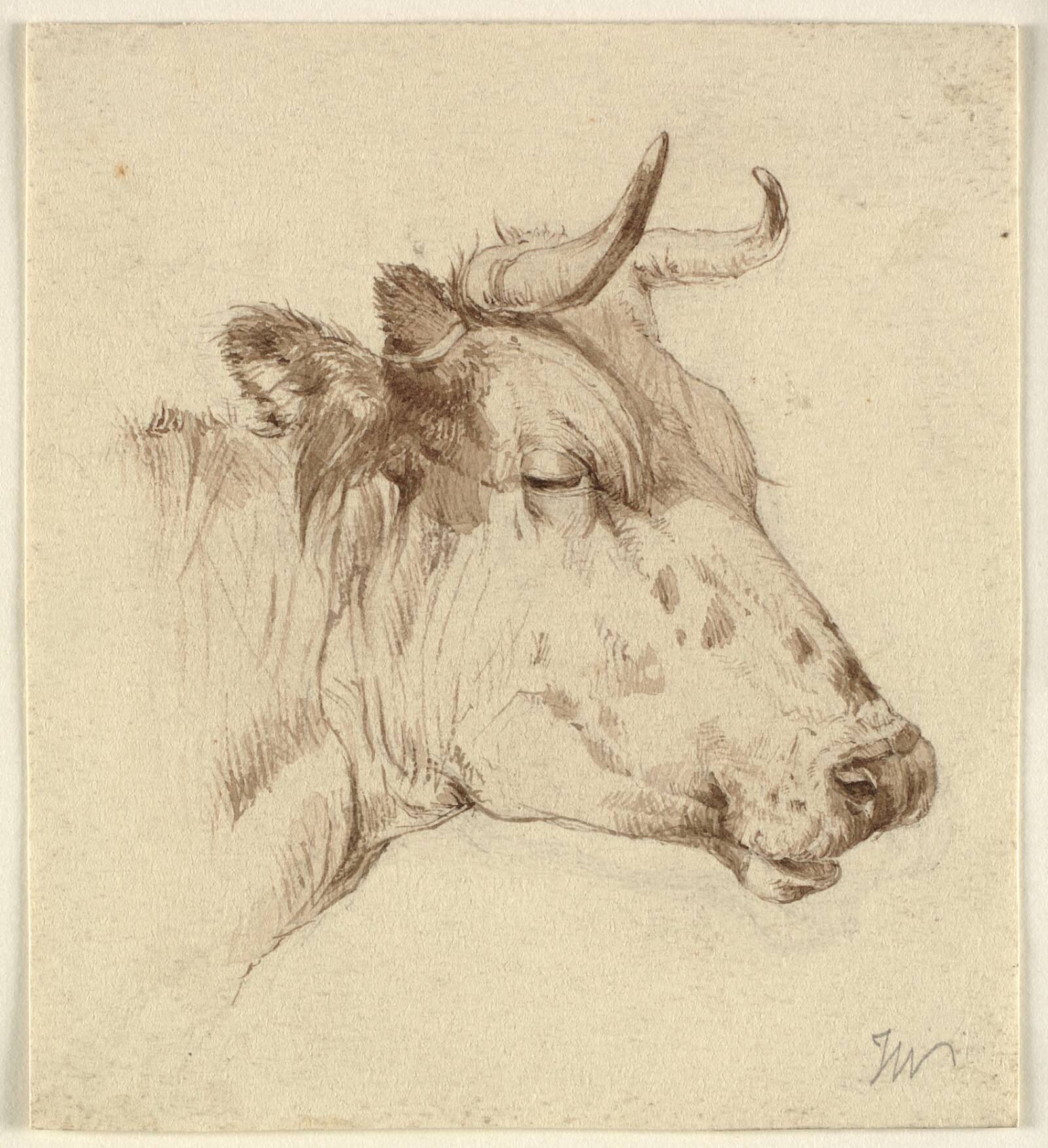 Hoved af en ko, Ubekendt, 1800-1899