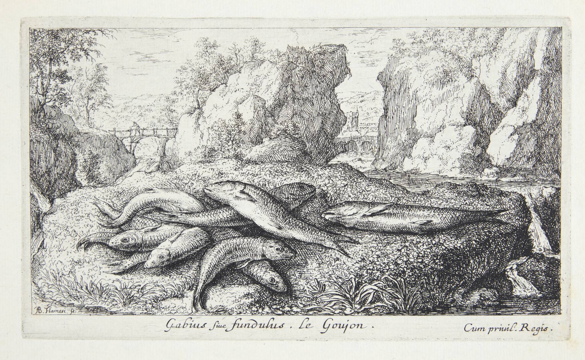 Grundling (Gabius siue fundulus)