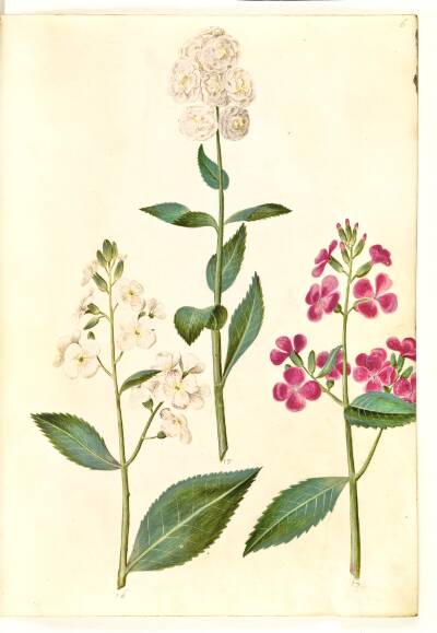 Hesperis matronalis (almindelig aftenstjerne)