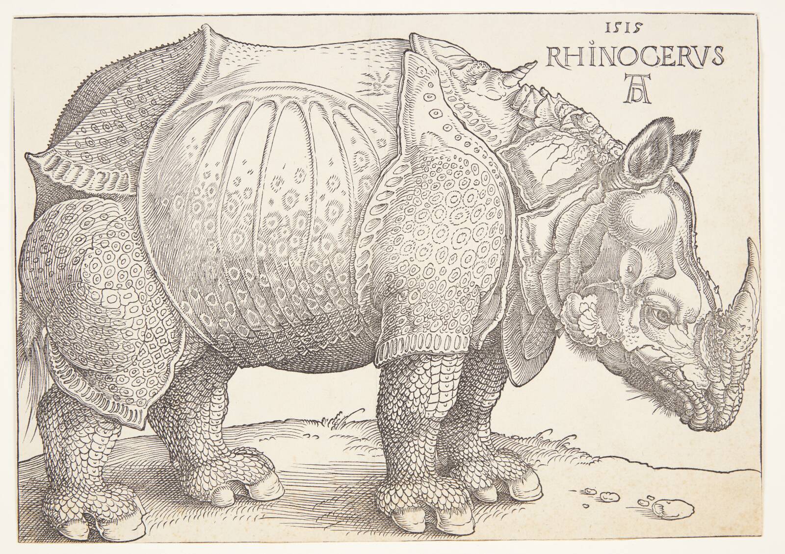 Næsehornet, Albrecht Dürer, 1515
