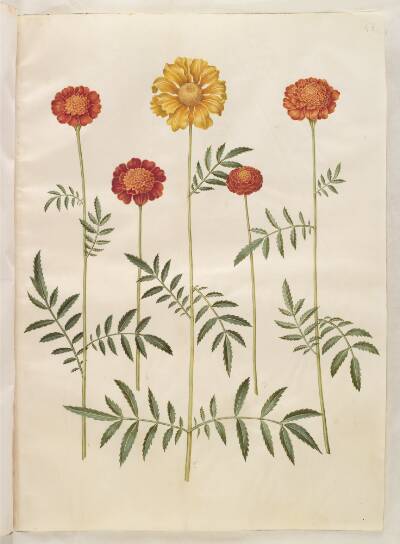 Tagetes patula (udspærret fløjlsblomst)