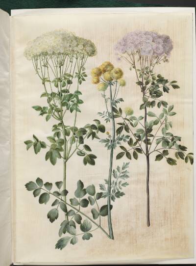 Thalictrum aquilegiifolium (akeleje-frøstjerne); Thalictrum flavum (gul frøstjerne)