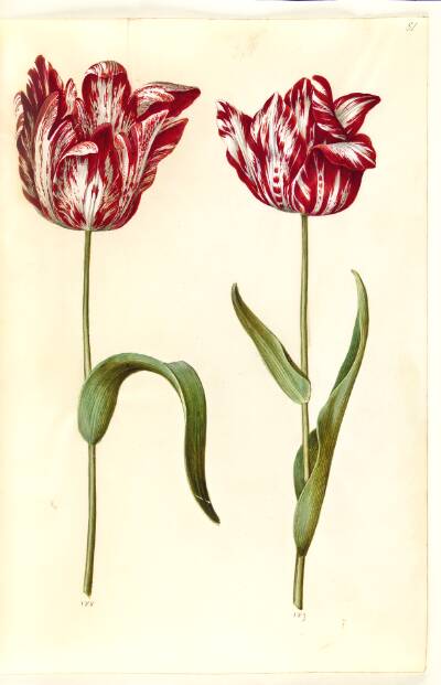 Tulipa gesneriana (have-tulipan)