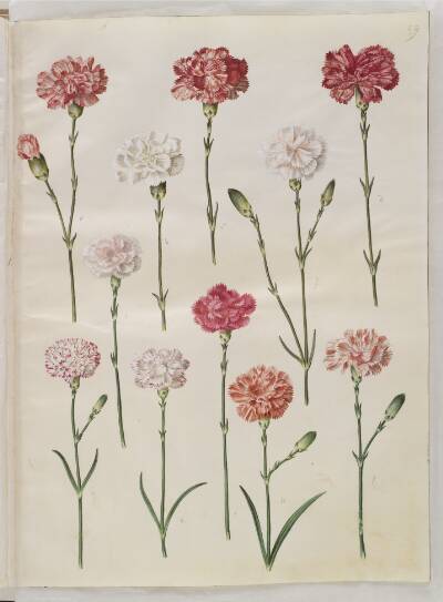 Dianthus caryophyllus (have-nellike)