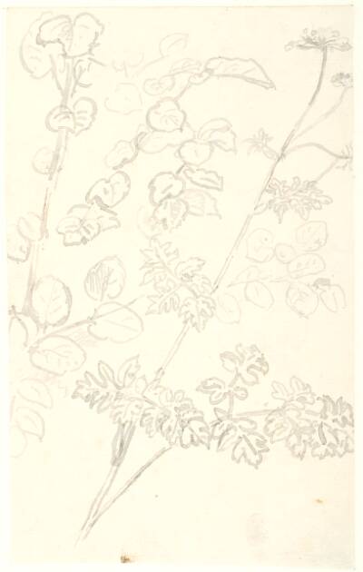 Plantestudier
