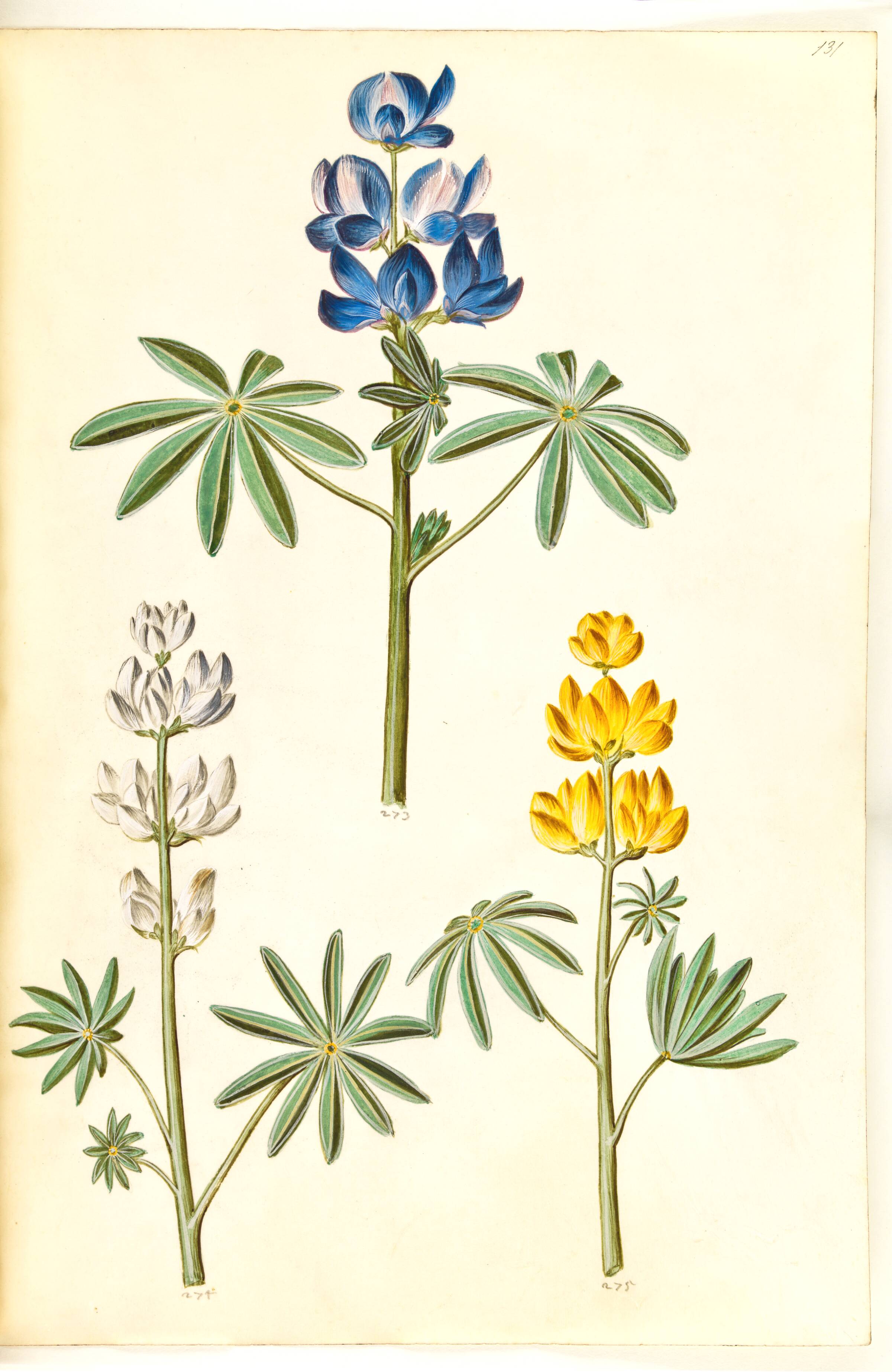 Lupinus pilosus (blå lupin); Lupinus albus (hvid lupin); Lupinus luteus (gul lupin), Hans Simon Holtzbecker, 1635-1664