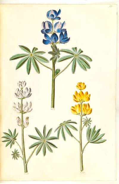 Lupinus pilosus (blå lupin); Lupinus albus (hvid lupin); Lupinus luteus (gul lupin)