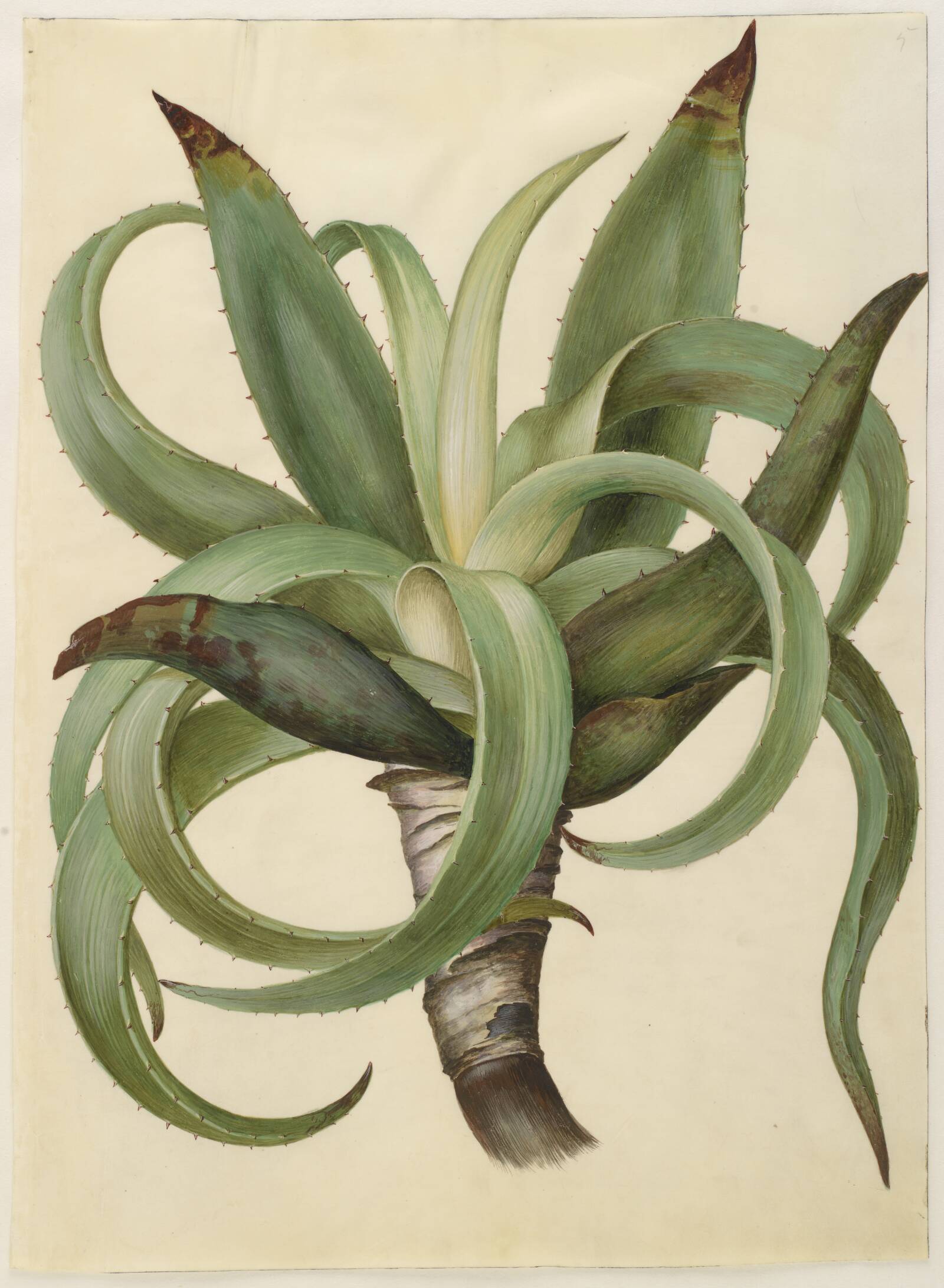 Aloe (aloe), Hans Simon Holtzbecker, 1649-1659