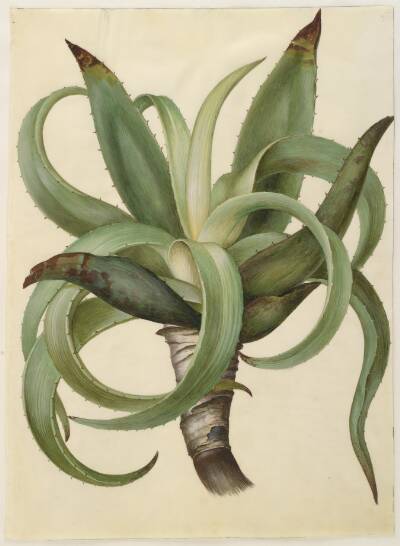 Aloe (aloe)