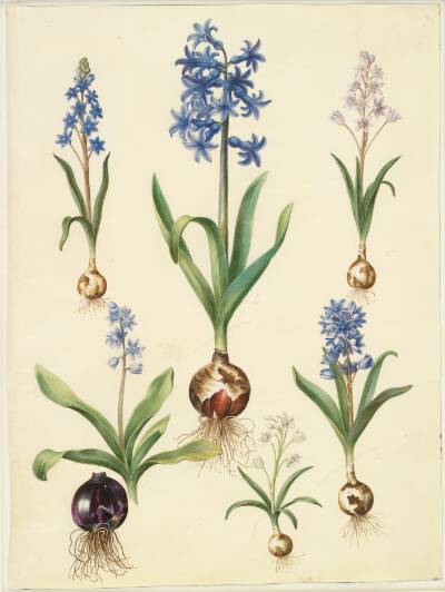 Scilla bifolia (tobladet skilla); Hyacinthus orientalis (almindelig hyacint); Scilla amoena (himmelblå skilla)