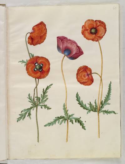 Papaver rhoeas (korn-valmue)