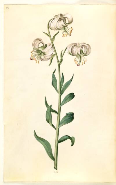 Lilium martagon (krans-lilje)