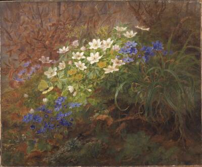 Anemoner
