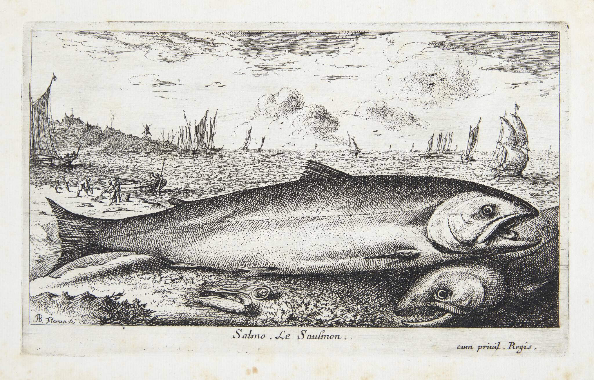 Laksen (Salmo)