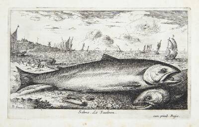 Laksen (Salmo)