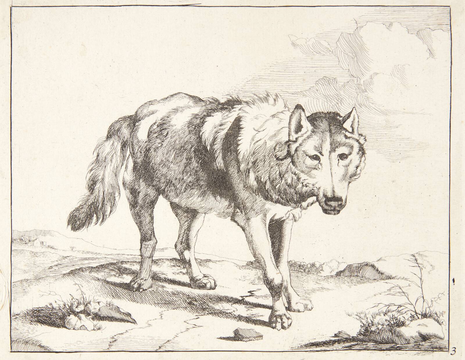 Stående ulv, vendt trekvart mod højre, Marcus de Bye, 1638-1690