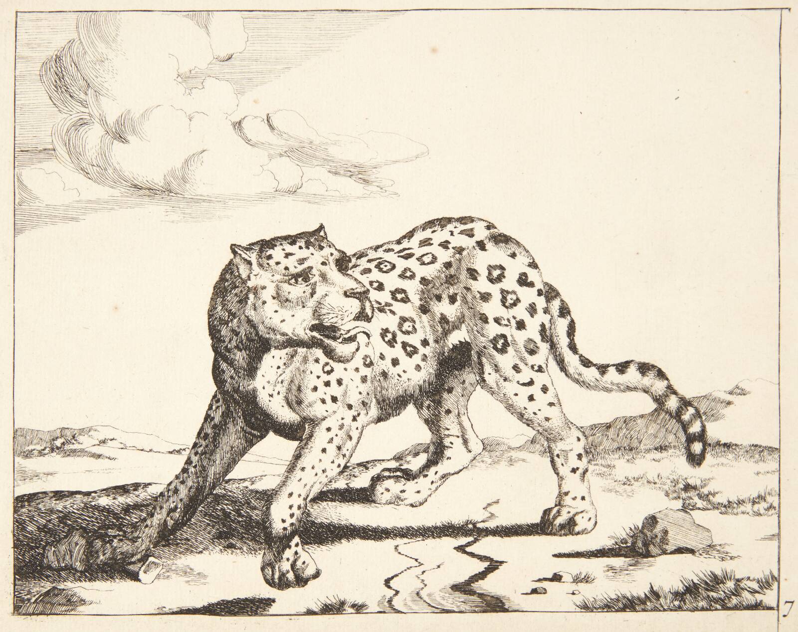 Stående leopard, Marcus de Bye, 1638-1690