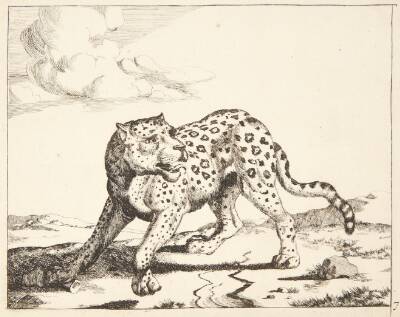 Stående leopard