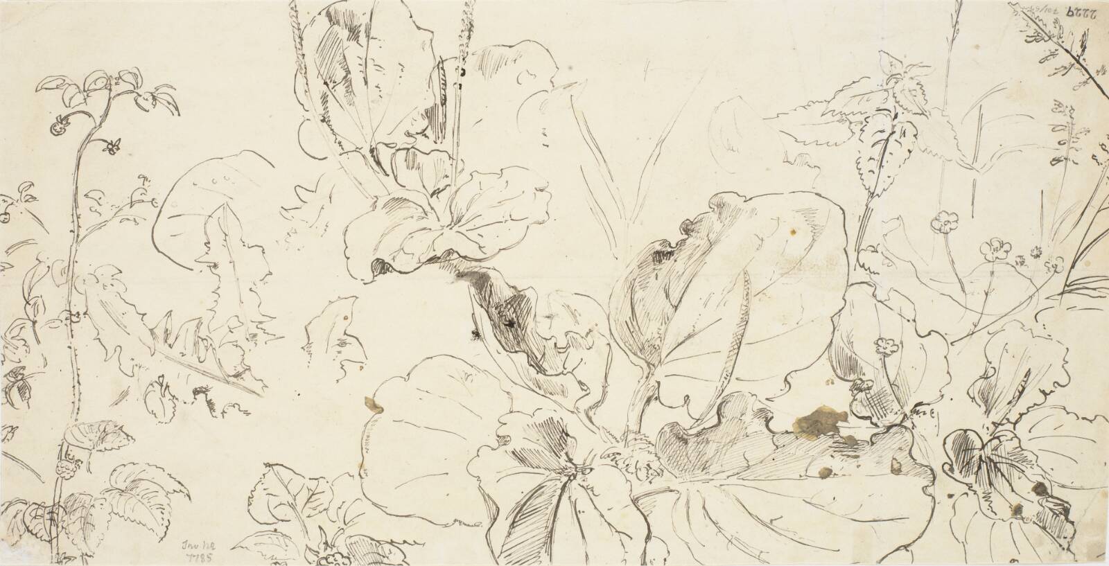 Plantestudier, Dankvart Dreyer, 1831-1852