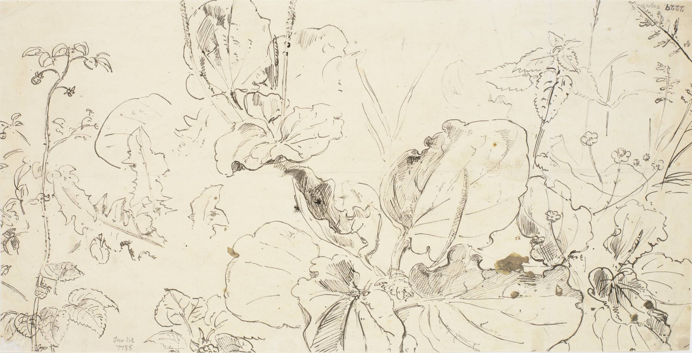 Plantestudier, Dankvart Dreyer, 1831-1852