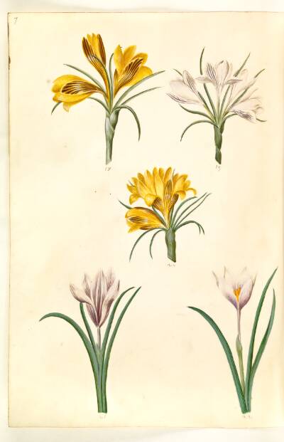 Crocus angustifolius (balkan-krokus); Crocus versicolor (alpe-krokus); Crocus vernus (?) (vår-krokus)