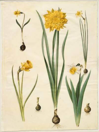 Narcissus pseudonarcissus minor; Narcissus pseudonarcissus (påskelilje); Narcissus ×tenuior; Narcissus bulbocodium (krinoline-narcis); Narcissus pseudonarcissus bicolor (tofarvet påskelilje)