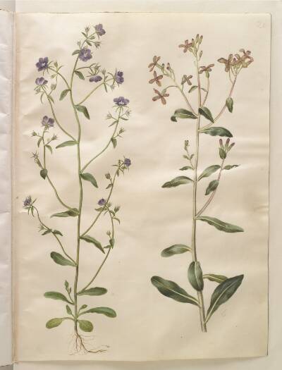 Legousia speculum-veneris (ægte venusspejl); Hesperis tristis (natviol)