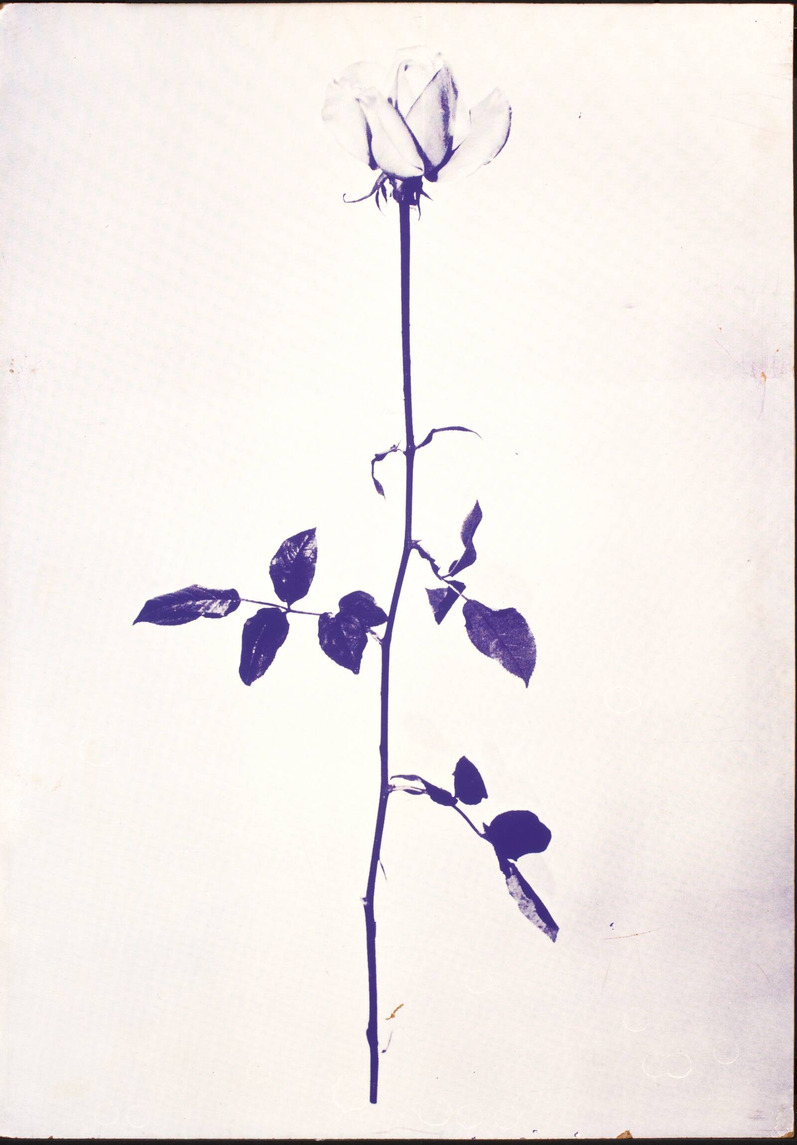 1 original rose, John Davidsen, 1969