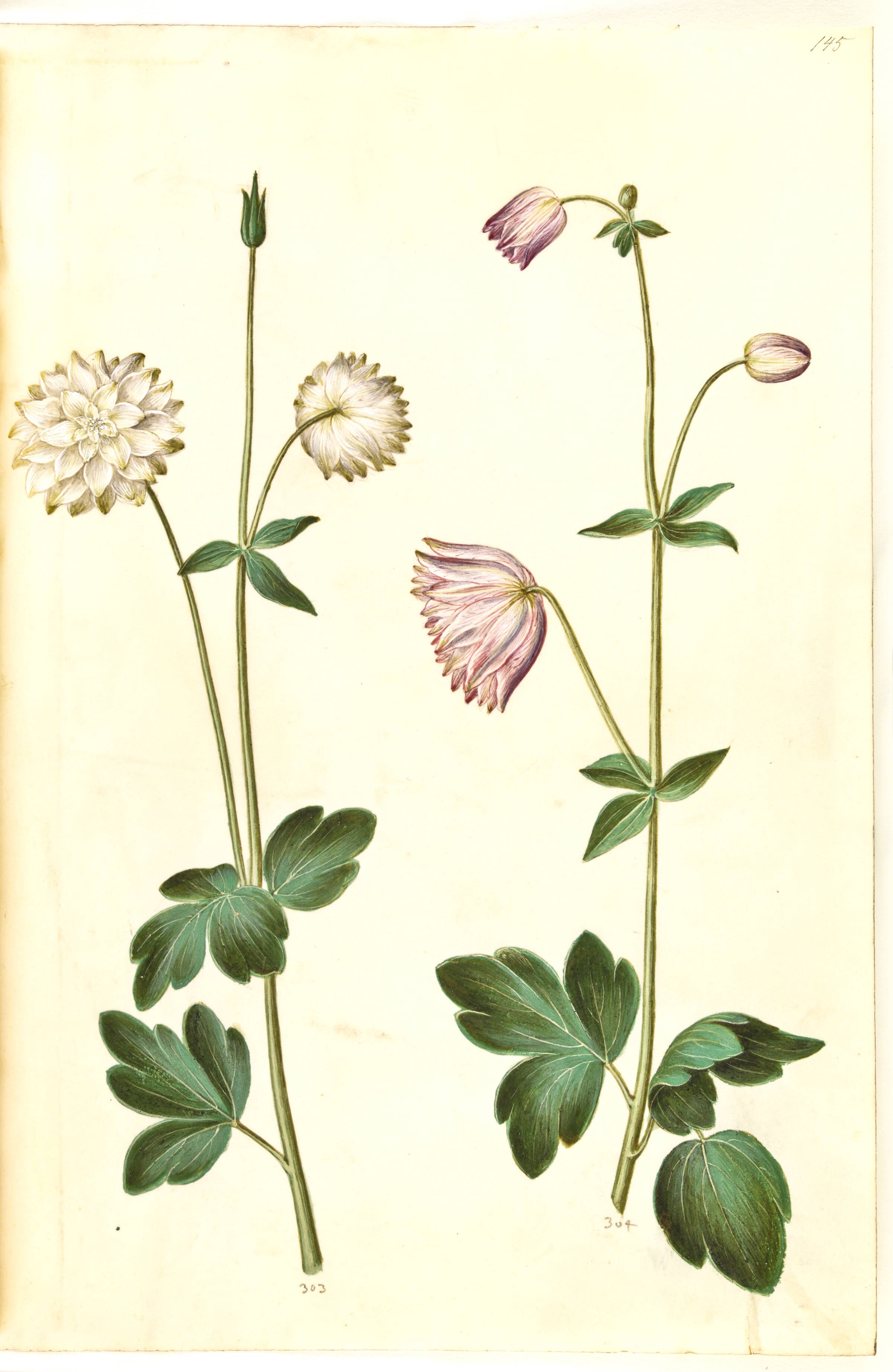 Aquilegia vulgaris (almindelig akeleje), Hans Simon Holtzbecker, 1635-1664