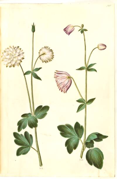 Aquilegia vulgaris (almindelig akeleje)