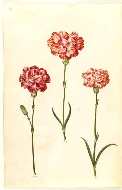 Dianthus caryophyllus (have-nellike)