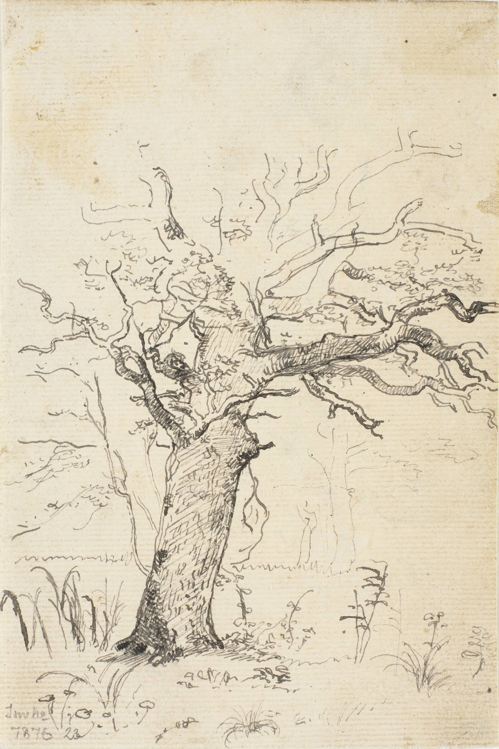 Studie af en eg, Dankvart Dreyer, 1840-1849