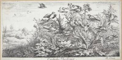 Stillidsen (Carduëlis)