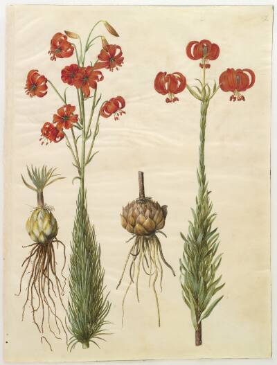 Lilium chalcedonicum (rød turbanlilje)