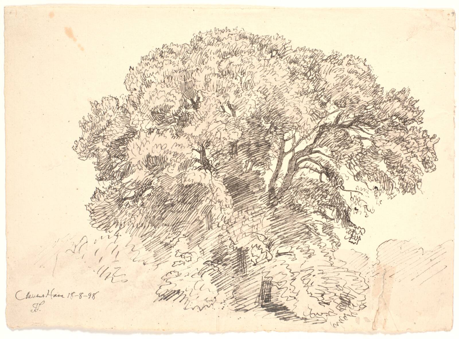 Studie af træer. Classens Have, Joakim Skovgaard, 1898