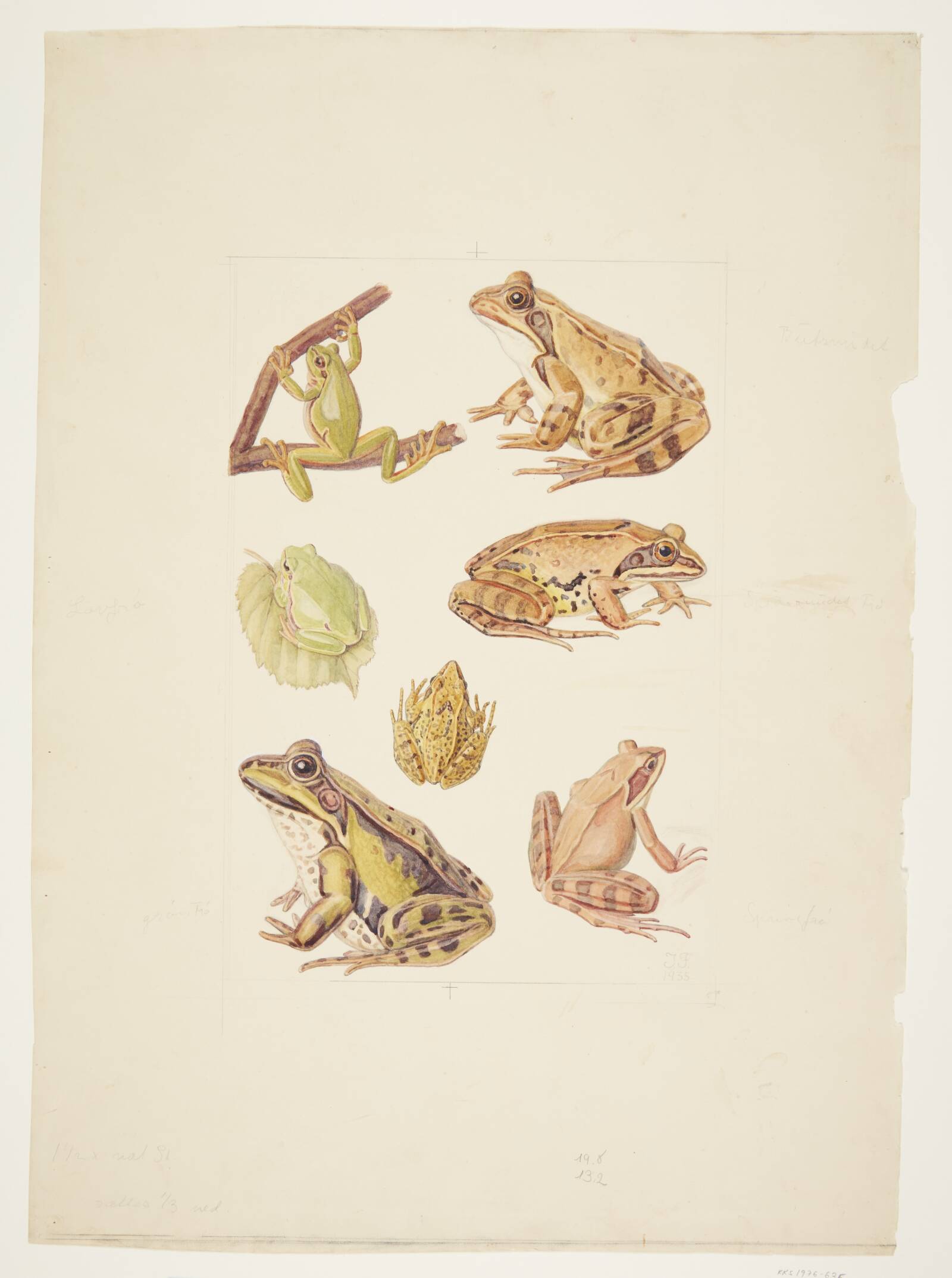 Planche med bl.a. løvfrø, springfrø og grønfrø, Ingeborg Frederiksen, 1935