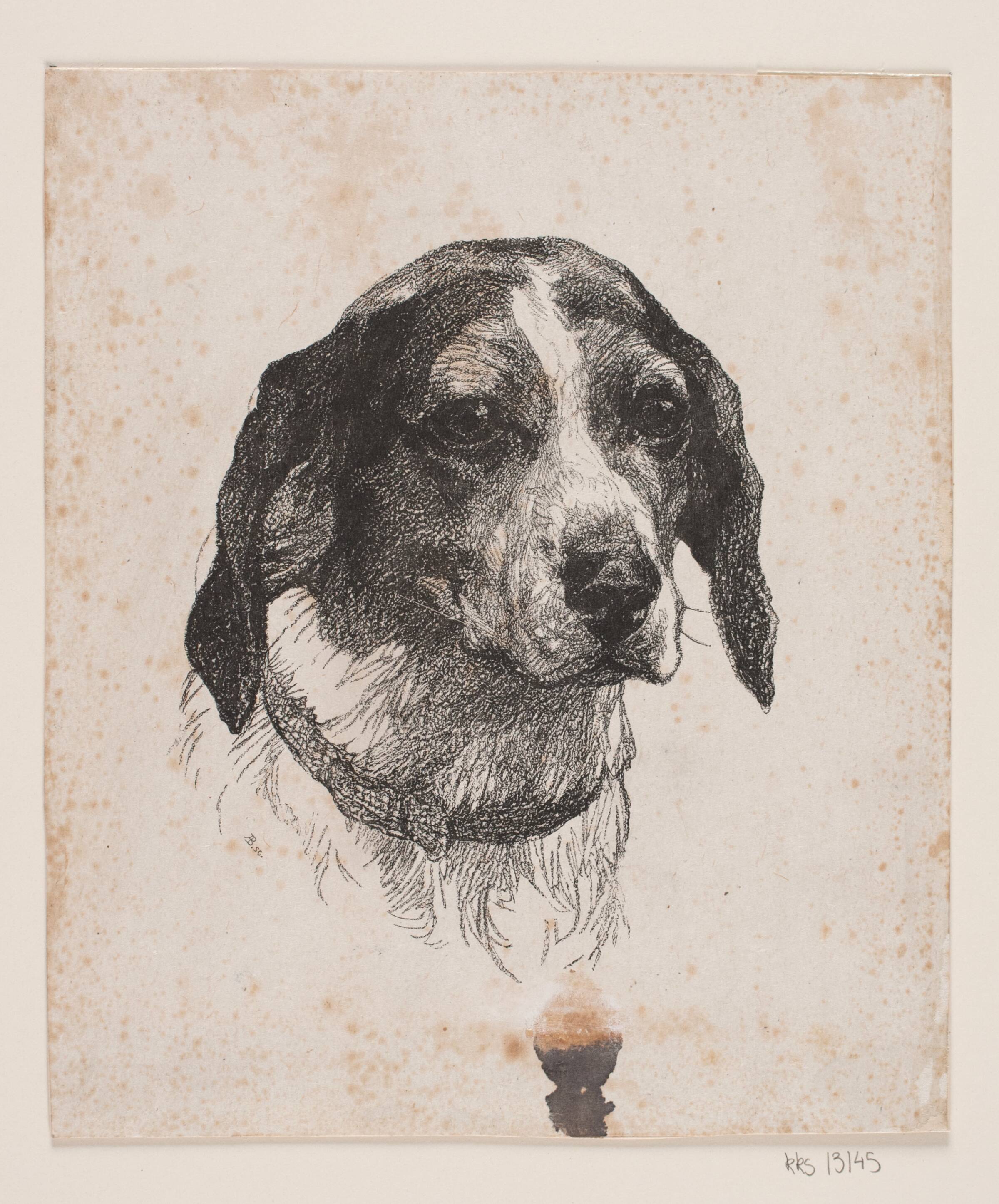 Et hundehoved, Alexander Blom, 1885