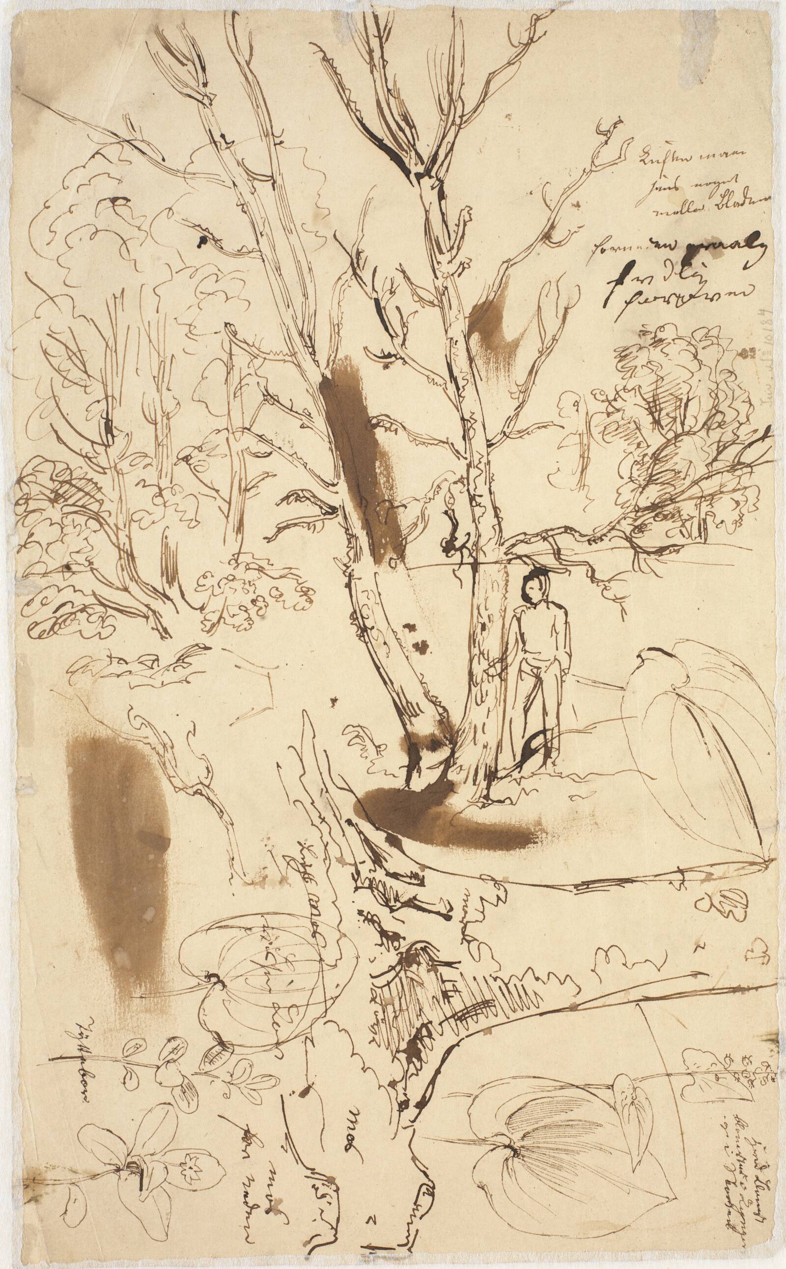 Forskellige studier, især træer, Dankvart Dreyer, 1840-1849
