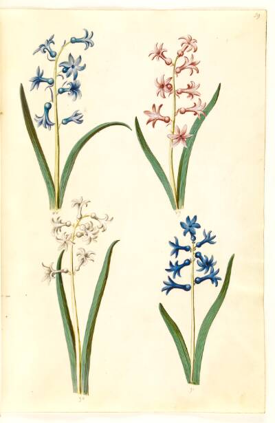 Hyacinthus orientalis (almindelig hyacint)