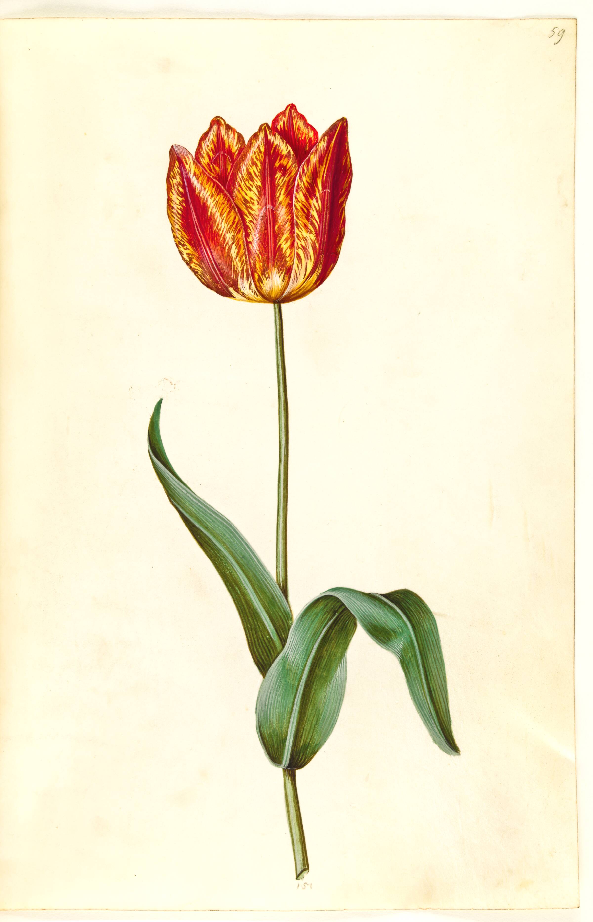 Tulipa gesneriana (have-tulipan), Hans Simon Holtzbecker, 1635-1664