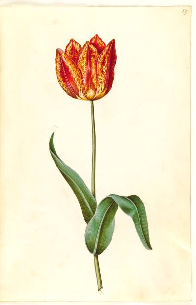 Tulipa gesneriana (have-tulipan)