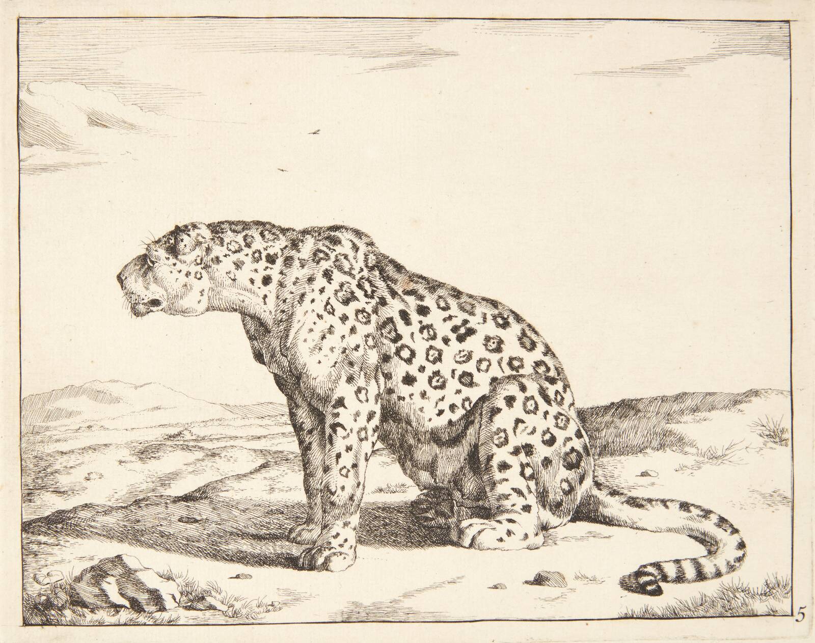 Siddende hunleopard, vendt mod venstre, Marcus de Bye, 1638-1690